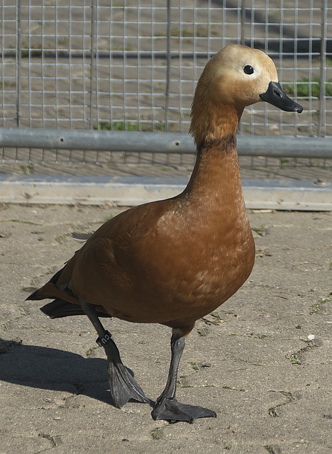 揭开